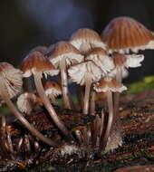 Image of Mycena subgalericulata Cleland 1931