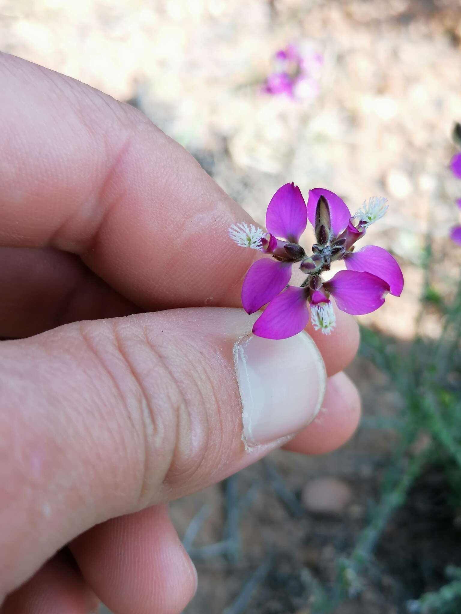 Polygala pubiflora Burch. ex DC.的圖片