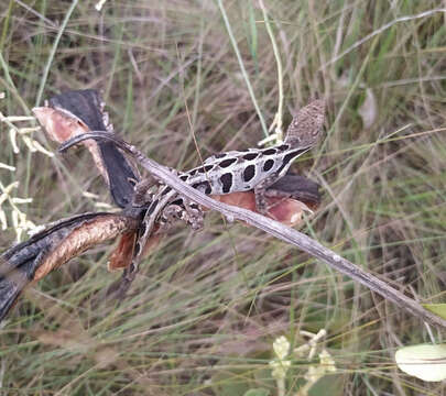 Image of Two-lined Fathead Anole