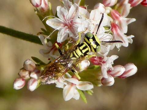 Imagem de Philanthus multimaculatus Cameron 1891