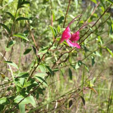 Imagem de Trichostema purpusii Brandegee