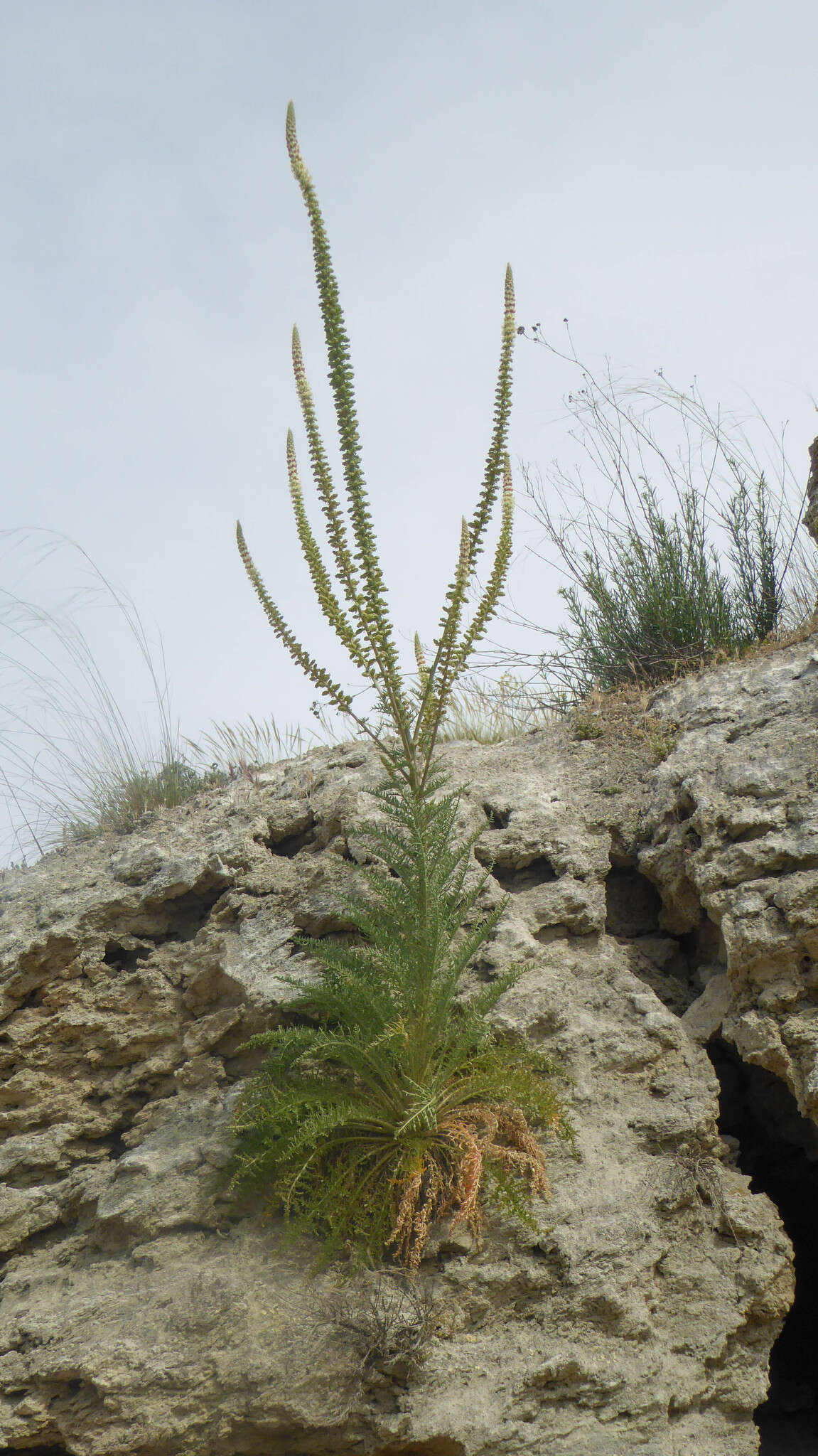 Image of Reseda suffruticosa Loefl.