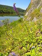 Image of Veronica spicata subsp. porphyriana (Pavl.) A. Jelen.