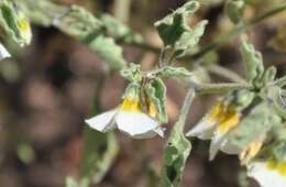 Image of Physalis patula Mill.