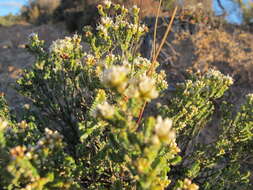 Image of Darwinia salina L. A. Craven & S. R. Jones