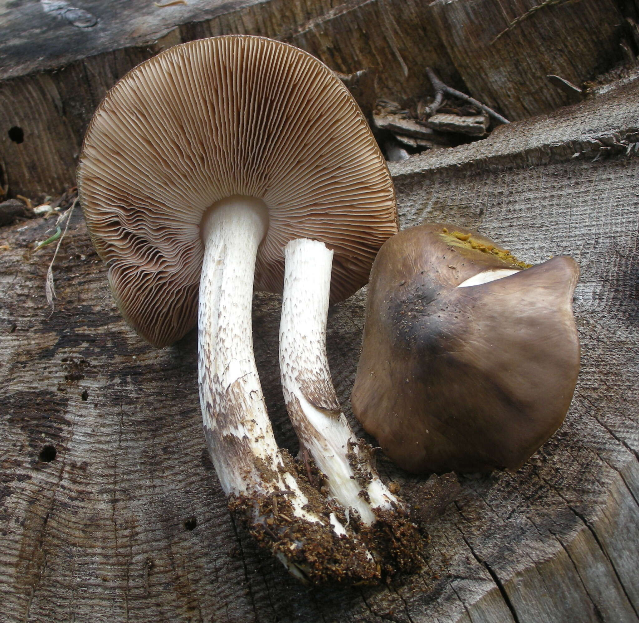 Image of Pluteus orestes Vellinga & Justo 2014