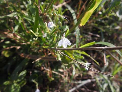 Image of Rhinacanthus xerophilus A. Meeuse