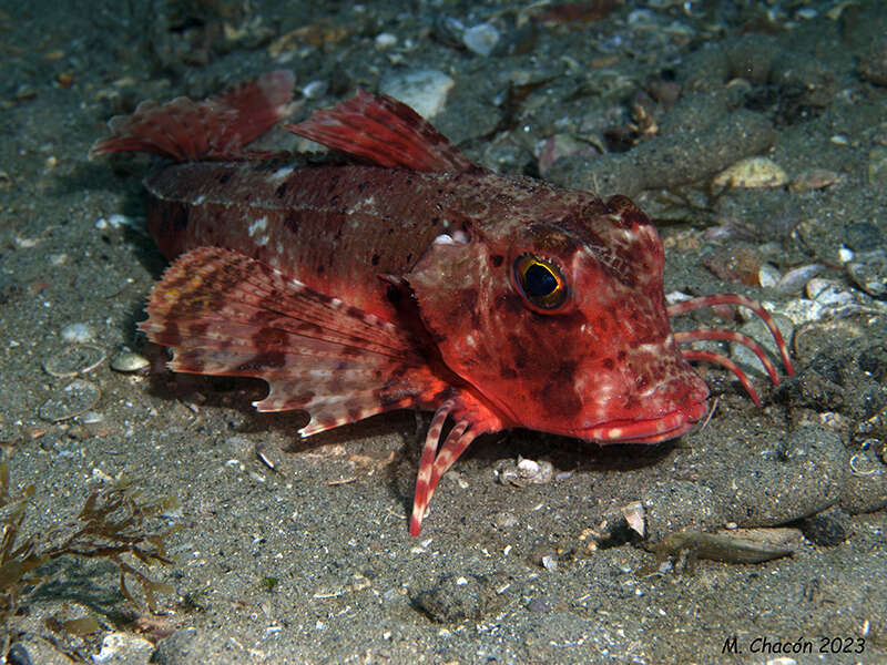 Image of Rock Gurnard