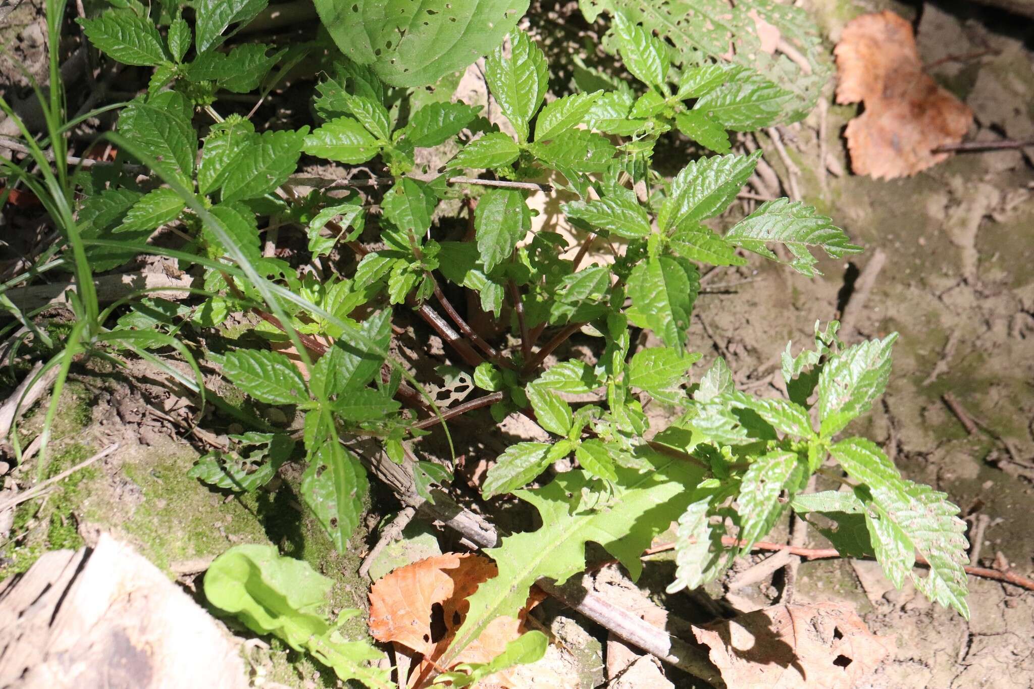 Image of Canadian clearweed