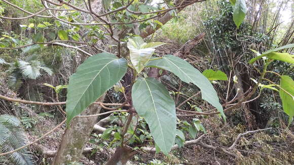 Слика од Ficus variegata Bl.