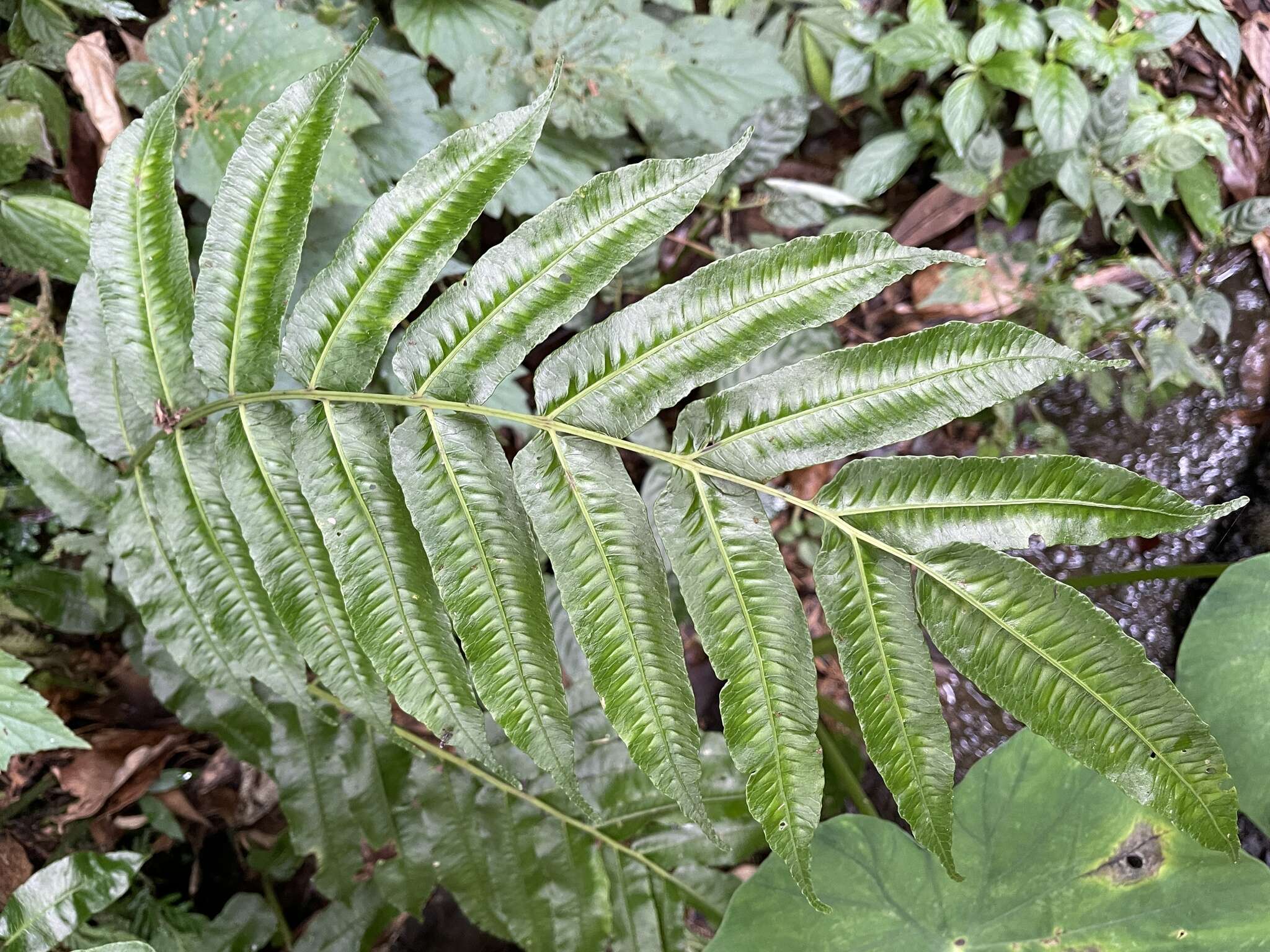 Image of Diplaziopsis javanica (Bl.) C. Chr.