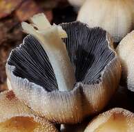 Coprinellus saccharinus (Romagn.) P. Roux, Guy García & Dumas 2006的圖片