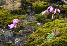 Image of Columbian lewisia