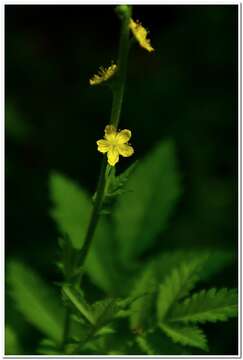 Image of Agrimonia eupatoria subsp. grandis (Andrz. ex Ascherson & Graebner) Bornm.