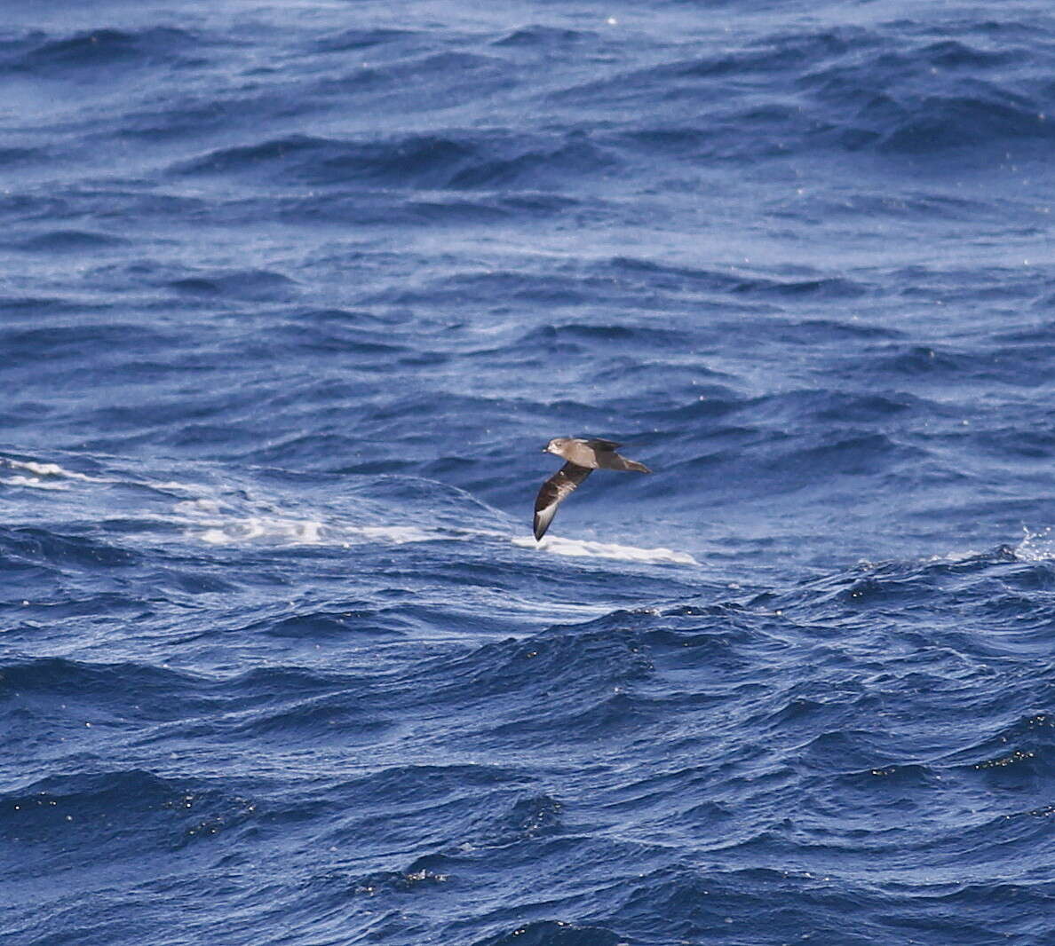 Image of Murphy's Petrel