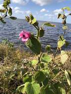 Sivun Hibiscus furcellatus Desr. kuva