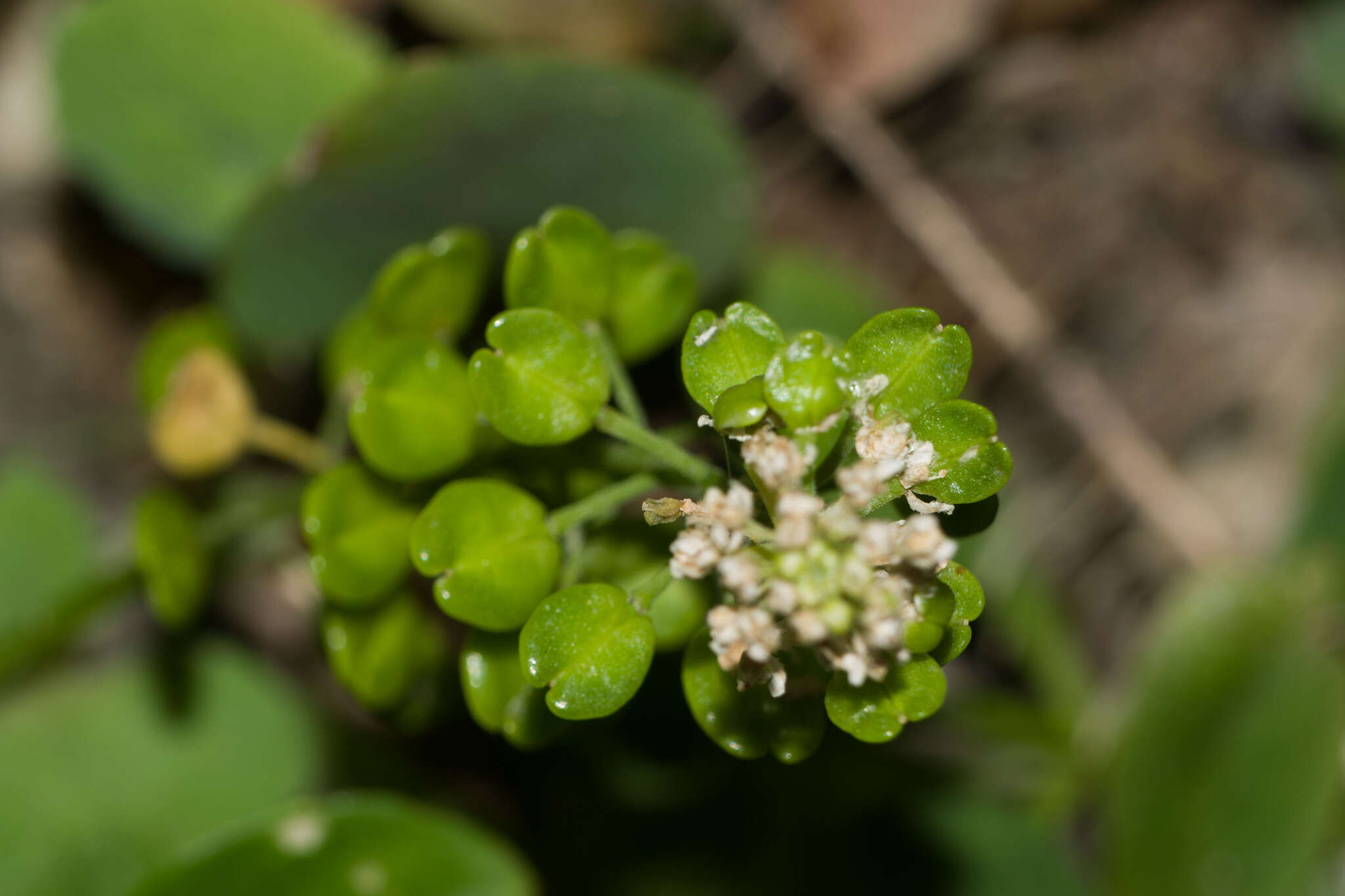 Image of <i>Lepidium bidentatum</i> var. <i>o-waihiense</i> (Cham. & Schltdl.) Fosberg