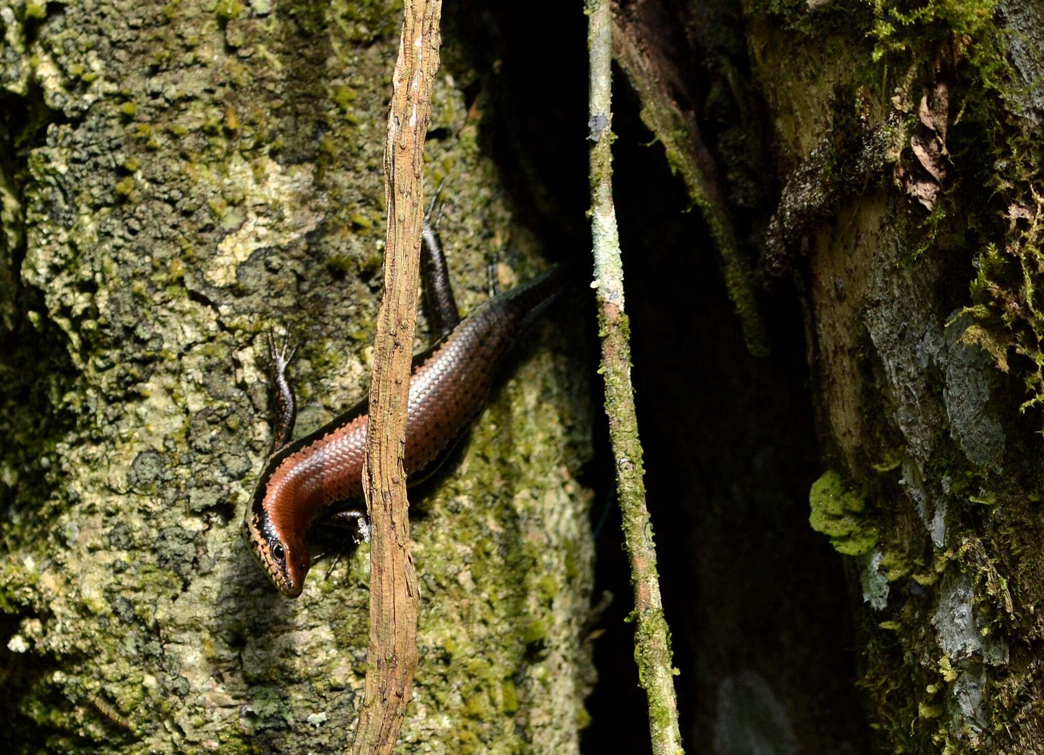 Image of Copeoglossum