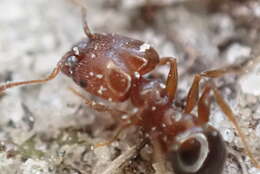 Pheidole crassicornis Emery 1895 resmi