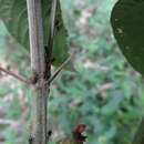 Flemingia macrophylla (Willd.) Merr. resmi