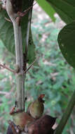 Flemingia macrophylla (Willd.) Merr. resmi