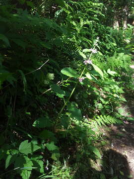 Imagem de Stachys mexicana Benth.