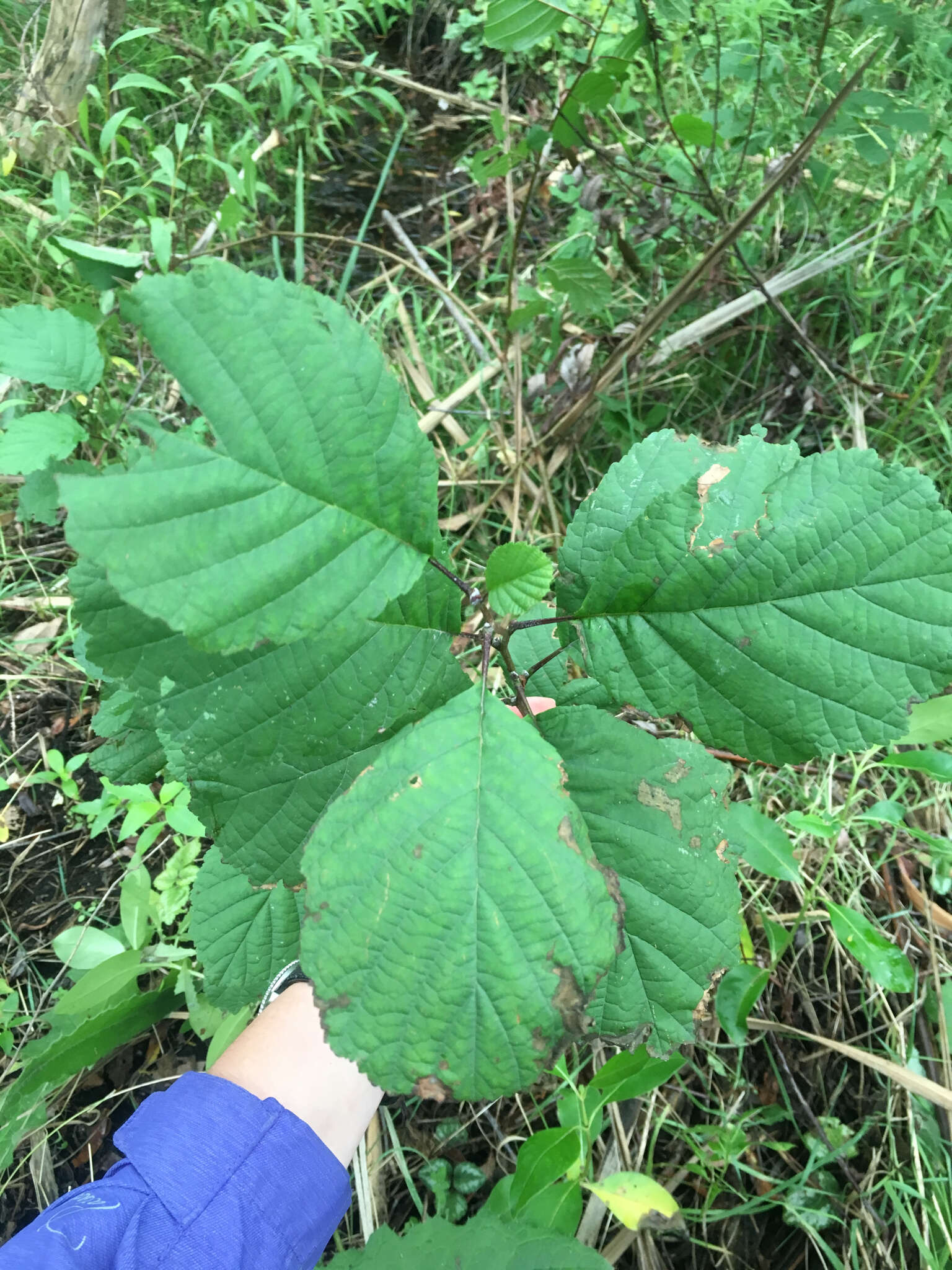 歐洲桤木的圖片