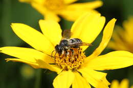 Imagem de Megachile inermis Provancher 1888