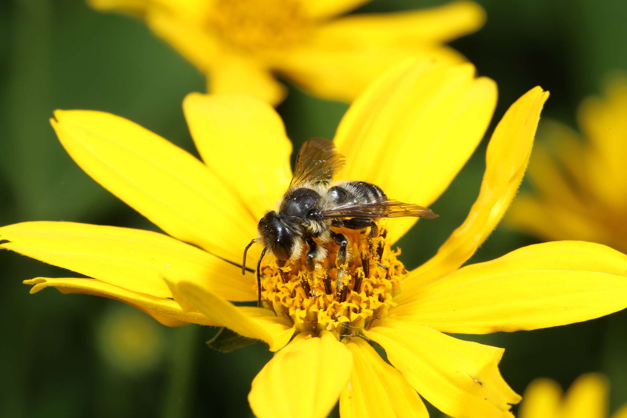 Megachile inermis Provancher 1888 resmi