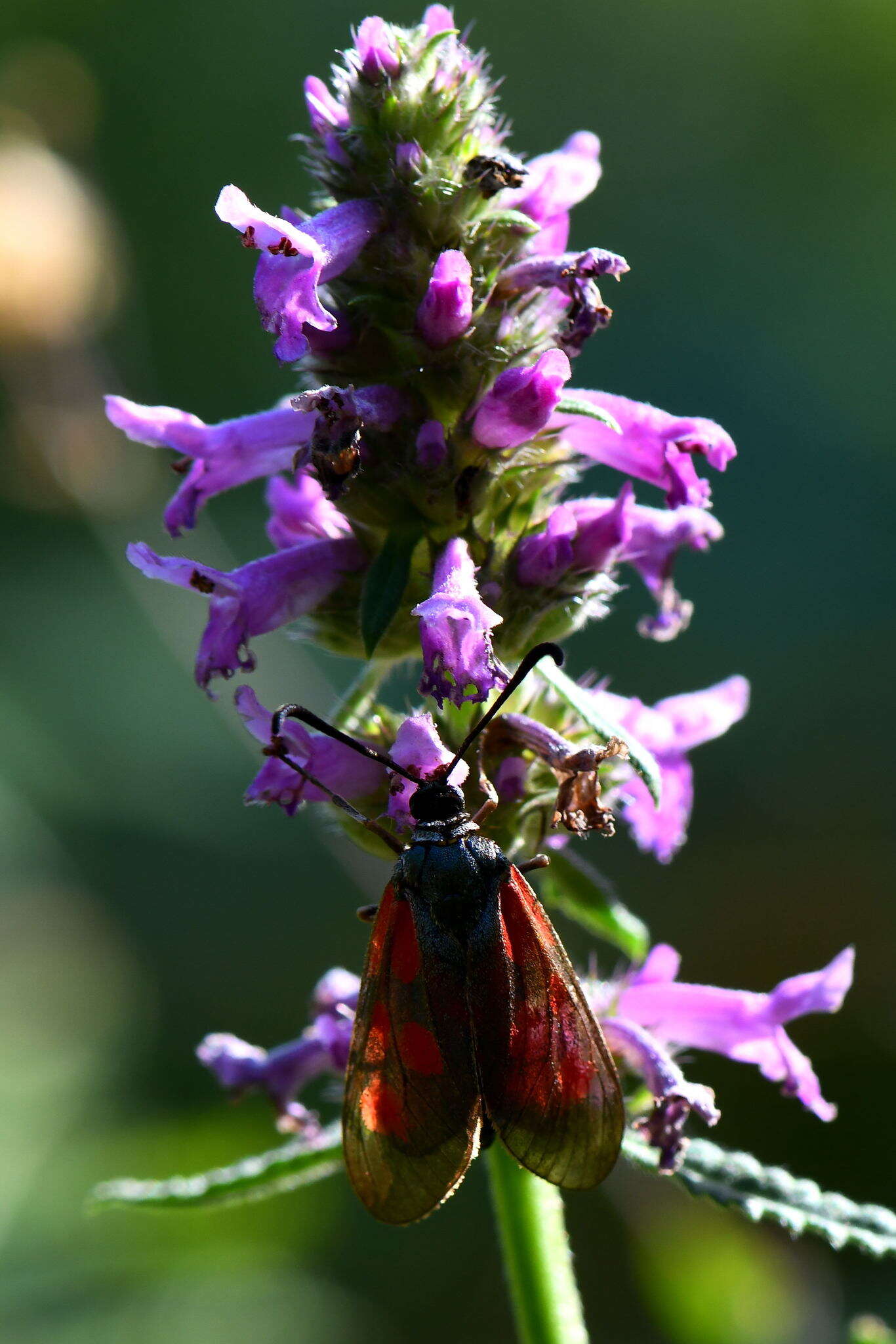 Image of Zygaena cynarae Esper 1789