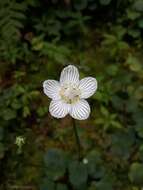 Image of Kidney-Leaf Grass-of-Parnassus