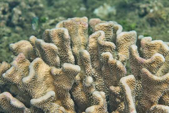 Image of Robust cactus coral