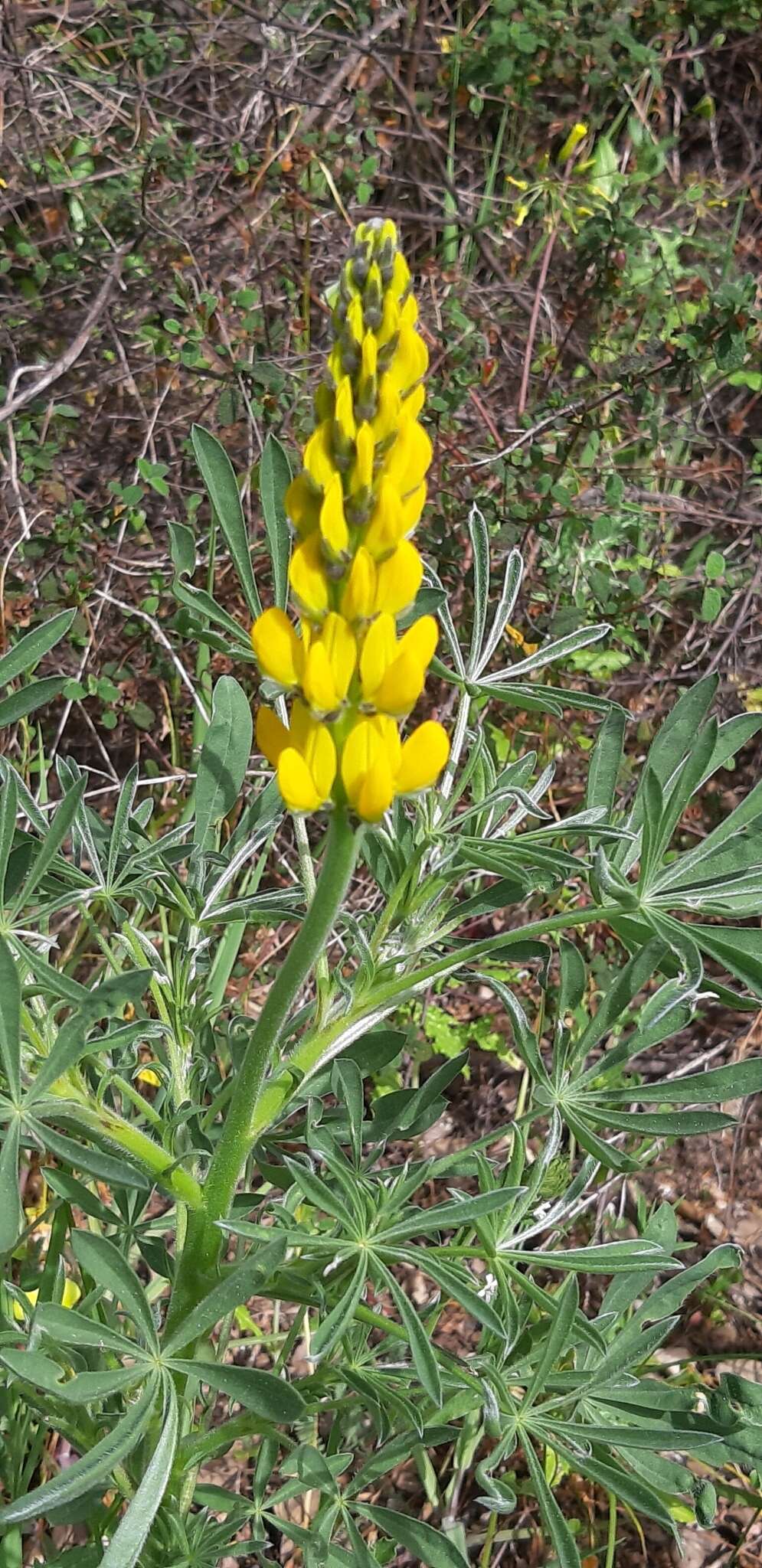 Image of European yellow lupine