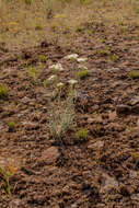 Image of western yarrow