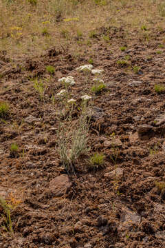 Image of western yarrow