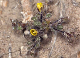 Image of Inyo Yellow Scorpion-Weed