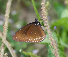 Слика од <i>Euploea core godartii</i>