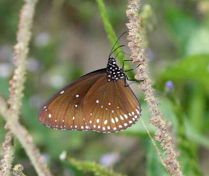 Image of <i>Euploea core godartii</i>