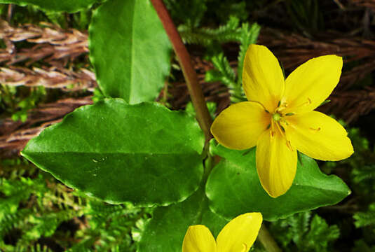 Image of Lysimachia azorica Hornem. ex Hook.