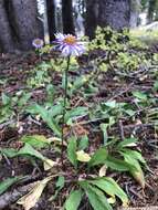 Image of Glacier Fleabane