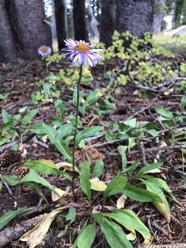 Image of Glacier Fleabane