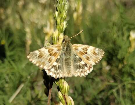 Image of Muschampia lavatherae