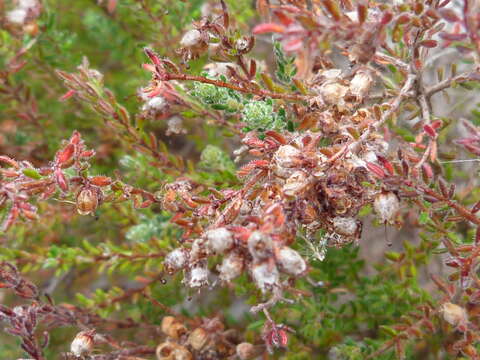 Image of Erica turgida Salisb.