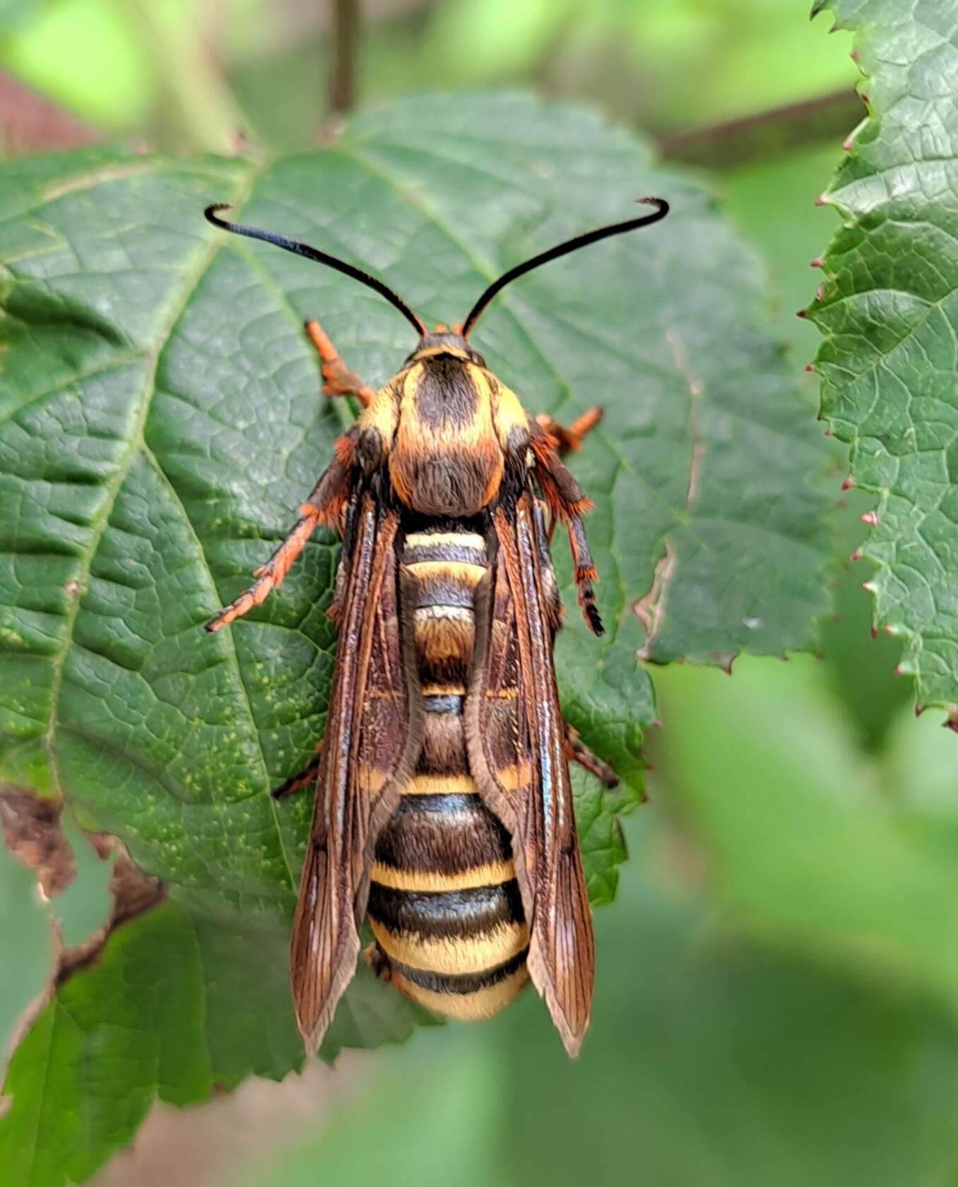 Image of Pennisetia pectinata