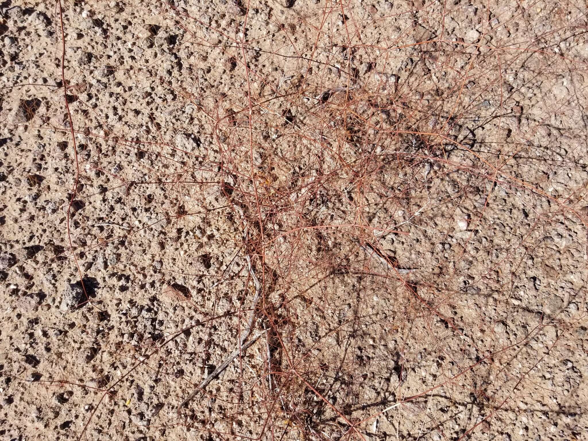 Image of little deserttrumpet