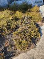 Image of Acmadenia teretifolia (Link) Phill.