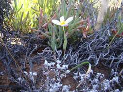 Image of Moraea radians (Goldblatt) Goldblatt