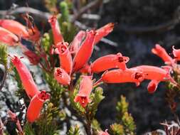 Image of Erica tumida var. tumida