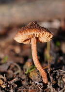 Image of Inocybe fibrillosibrunnea O. K. Mill. & R. N. Hilton 1987