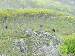 Image of Ussuri brown bear